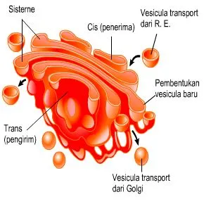 Fungsi Badan Golgi