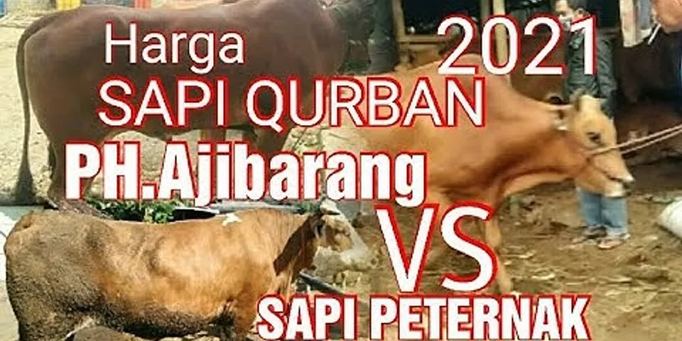 Harga sapi Qurban 2021