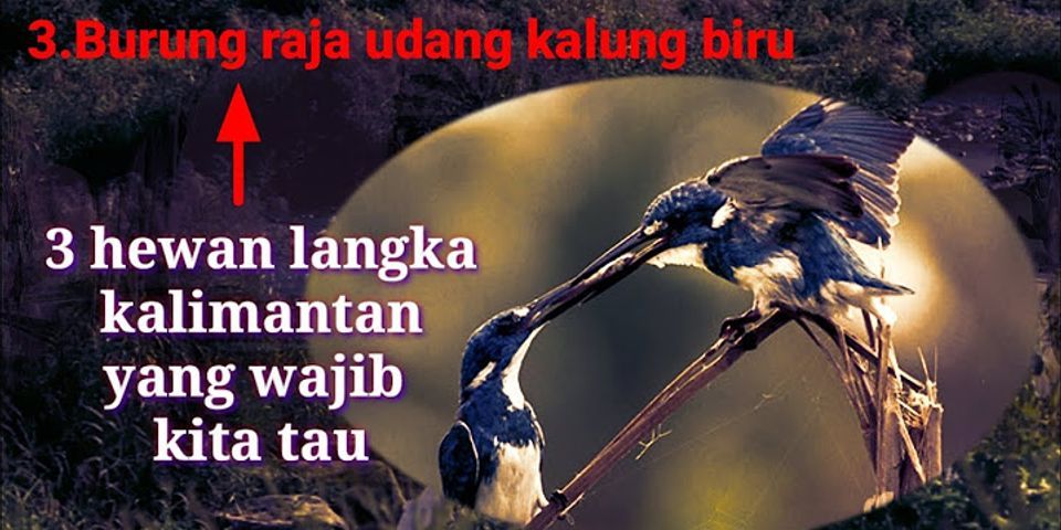 Hewan langka apakah yang berasal dari Nusa Tenggara Timur yang menjadi salah satu hewan endemik yang tidak ada di negara lain?