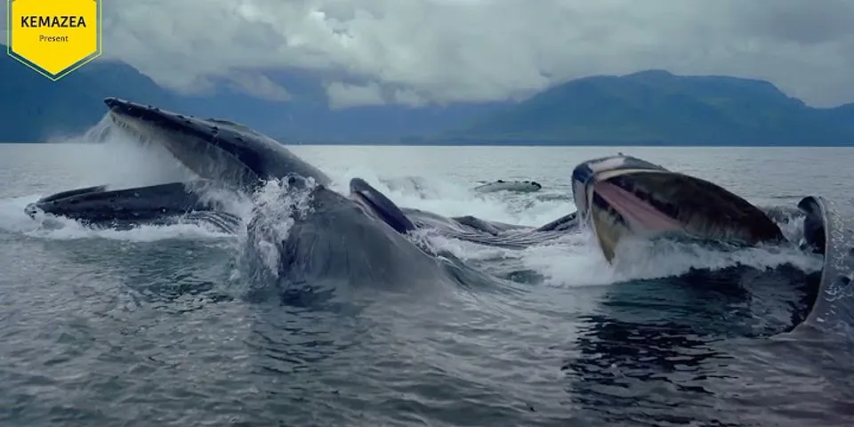 mengapa lumba-lumba sering melompat ke permukaan air