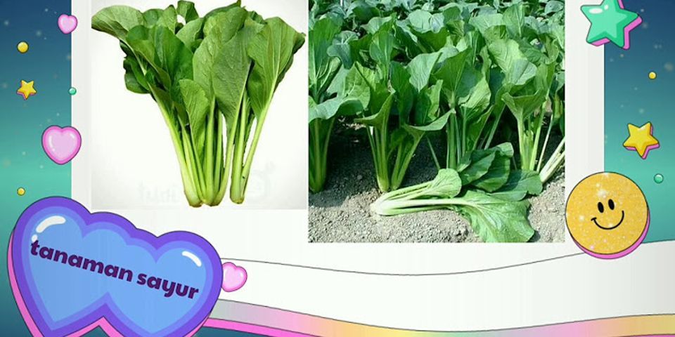 Tuliskan 3 jenis tanaman sayuran dan bagian apa yang dimanfaatkan dari tanaman tersebut?